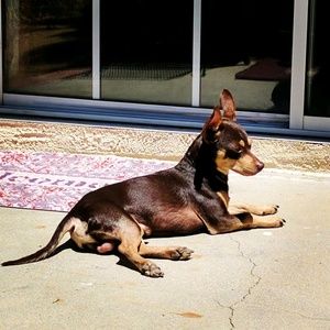 Meet your Posher, Thomas